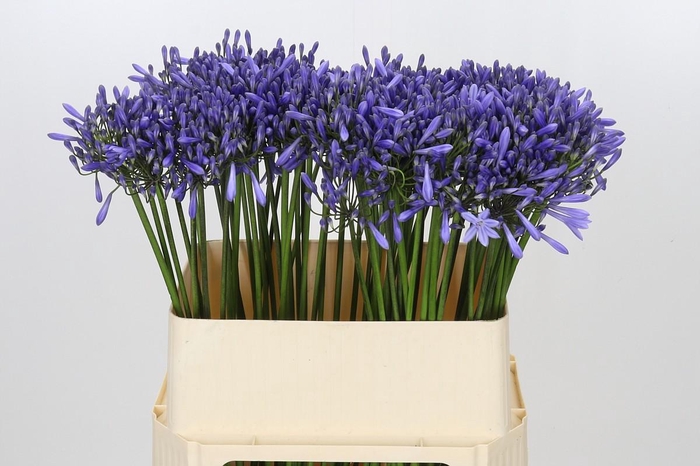 <h4>Agapanthus Dr Brouwer</h4>