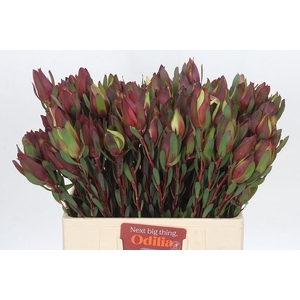 Leucadendron Senorita