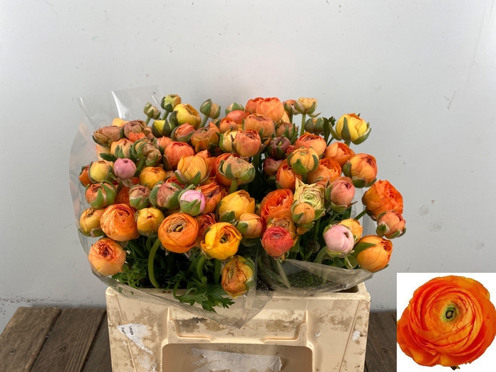 <h4>RAN EL ORANGE</h4>