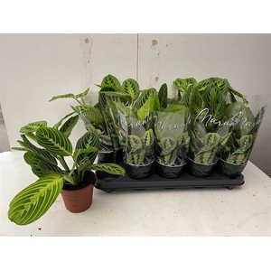 Marantha leuconeura Lemon 12Ø 30cm