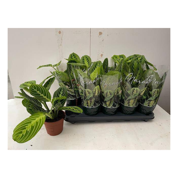 <h4>Marantha leuconeura Lemon 12Ø 30cm</h4>