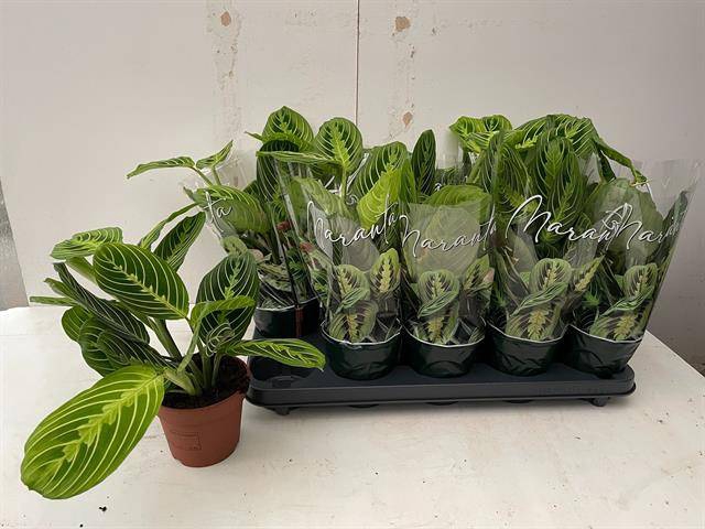 Marantha leuconeura Lemon 12Ø 30cm