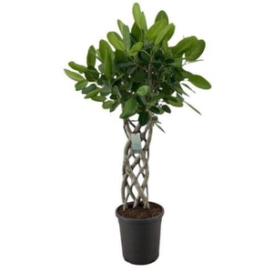 Ficus benghalensis 'Audrey'