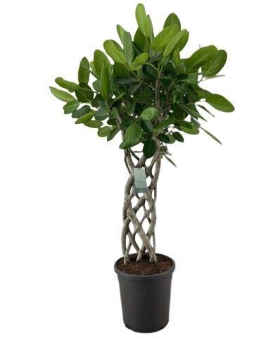 <h4>Ficus benghalensis 'Audrey'</h4>