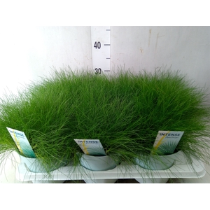 Festuca gautieri 'Amigreen'