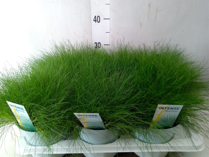 <h4>Festuca gautieri 'Amigreen'</h4>