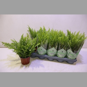 Nephr Ex Green Momen