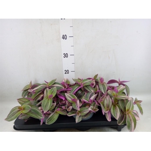 Tradescantia   ...