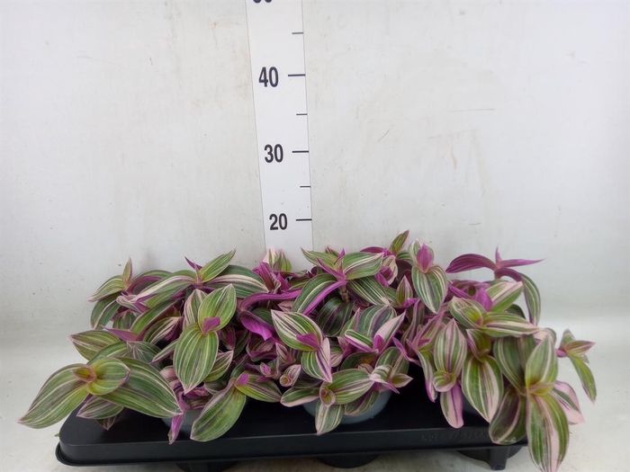 <h4>Tradescantia   ...</h4>