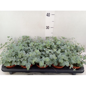 Sedum sieboldii