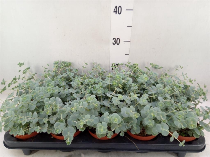 <h4>Sedum sieboldii</h4>