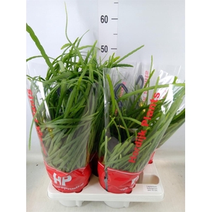 Lepismium bolivianum