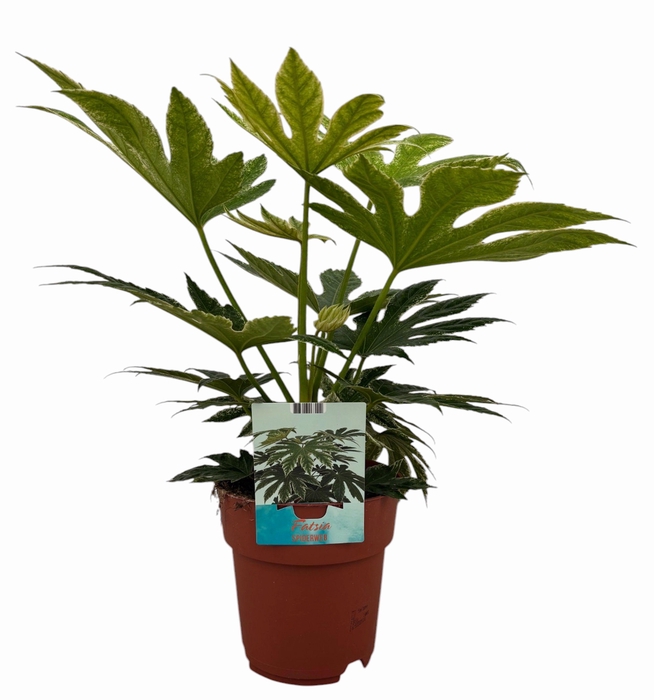 <h4>Fatsia Spiderweb (Peat Free / Veenvrij)</h4>