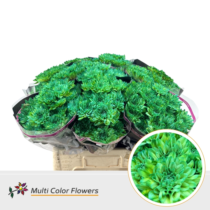 <h4>Chr T Baltica Caribbean Ara</h4>