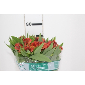 ALSTROEMERIA FLAME 080 CM