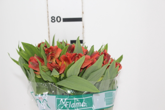 <h4>ALSTROEMERIA FLAME 080 CM</h4>