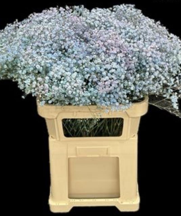 <h4>Gy Xlence Bubblegum</h4>