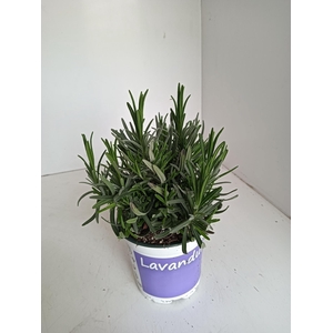 Lavendel Lavandula Hidcote blue blauw