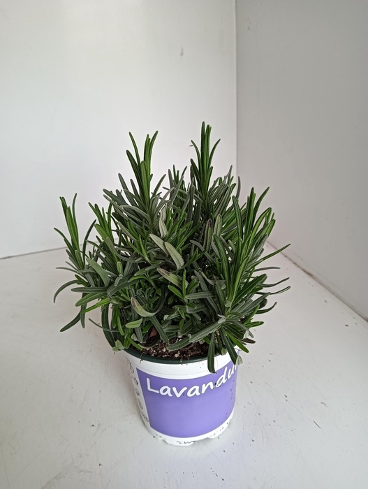 <h4>Lavendel Lavandula Hidcote blue blauw</h4>