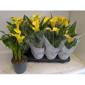 Zantedeschia Sunclub 14Ø 40cm 6fl