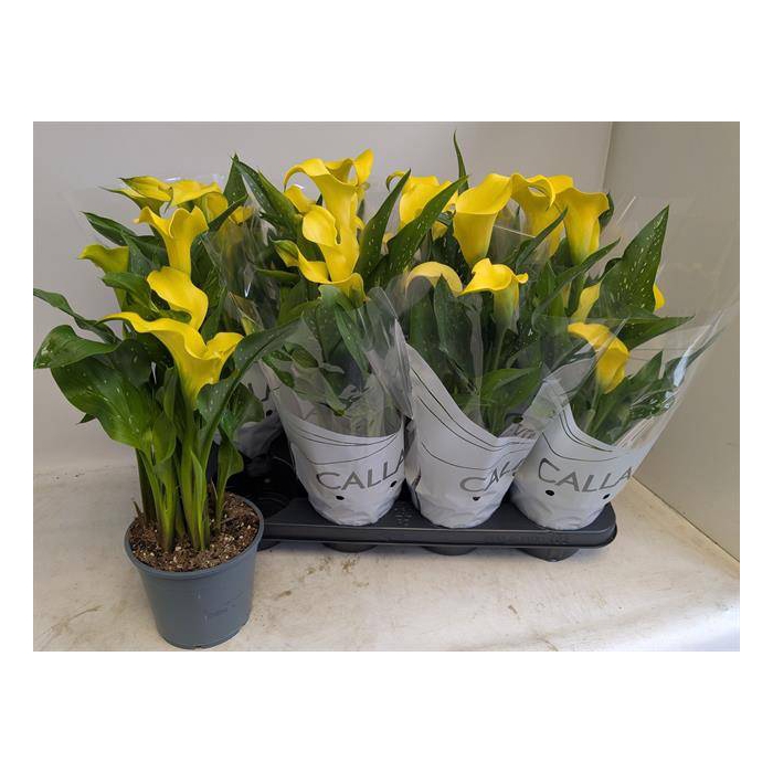 <h4>Zantedeschia Sunclub 14Ø 40cm 6fl</h4>