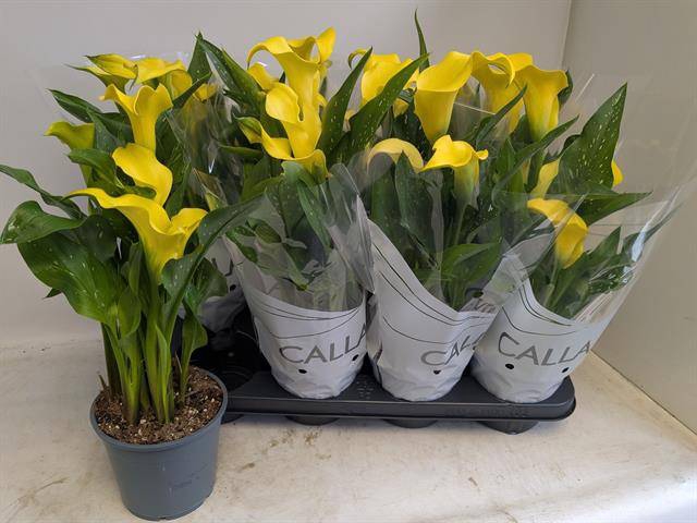 Zantedeschia Sunclub 14Ø 40cm 6fl