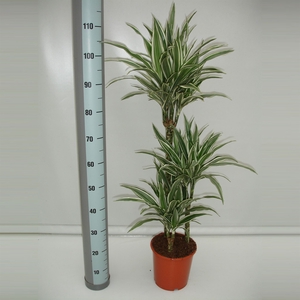 Dracaena fr de 'White Stripe'