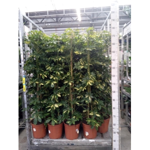 Schefflera arbor. 'Gold Capella'