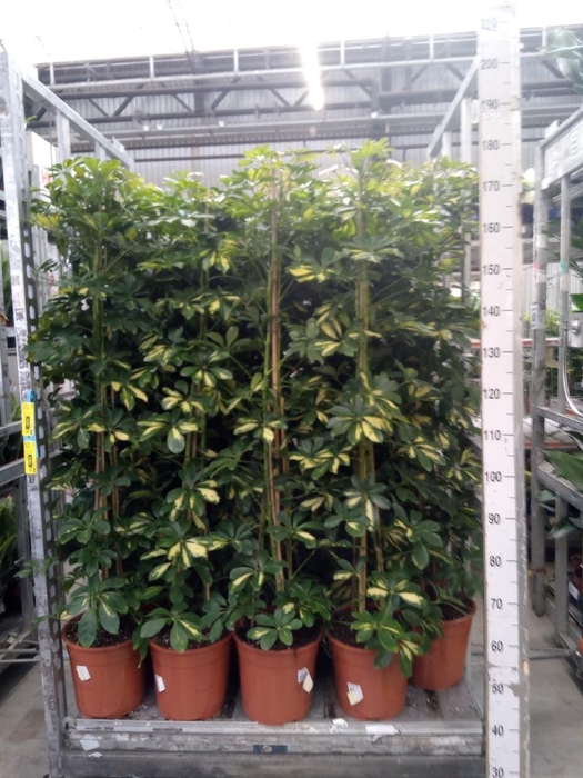<h4>Schefflera arbor. 'Gold Capella'</h4>
