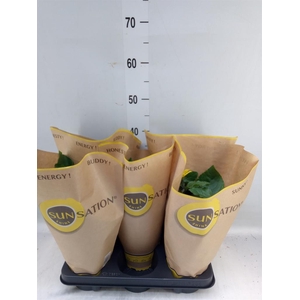 Helianthus an. 'Sunsation'