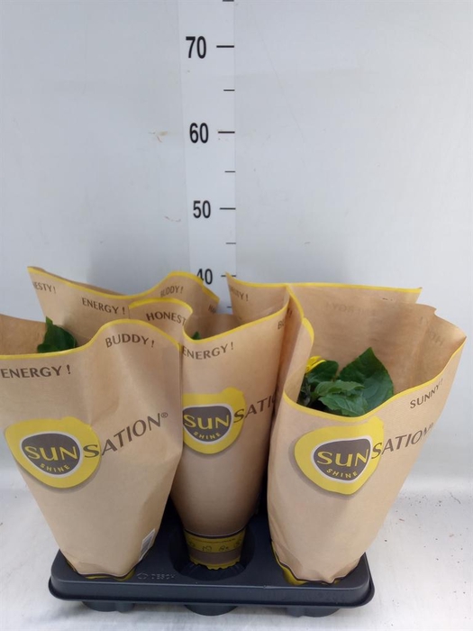 <h4>Helianthus an. 'Sunsation'</h4>