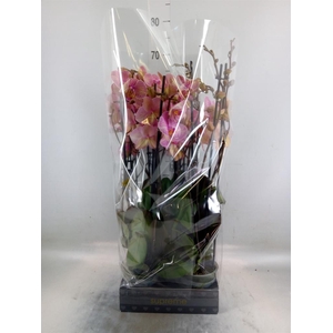 Phalaenopsis  'Jupiter'