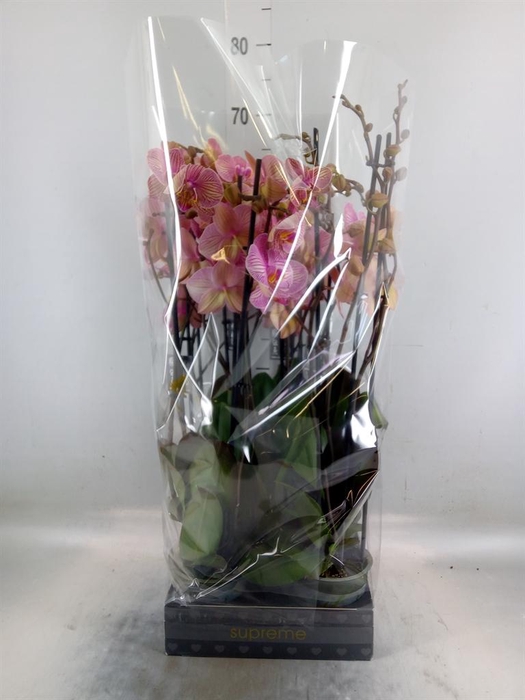 <h4>Phalaenopsis  'Jupiter'</h4>