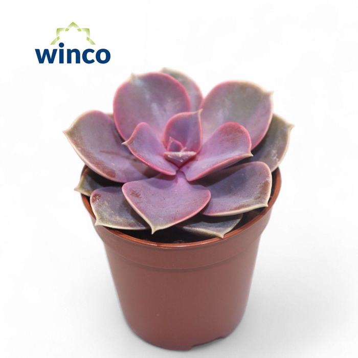 <h4>Echeveria Pearl Von Neurenberg</h4>