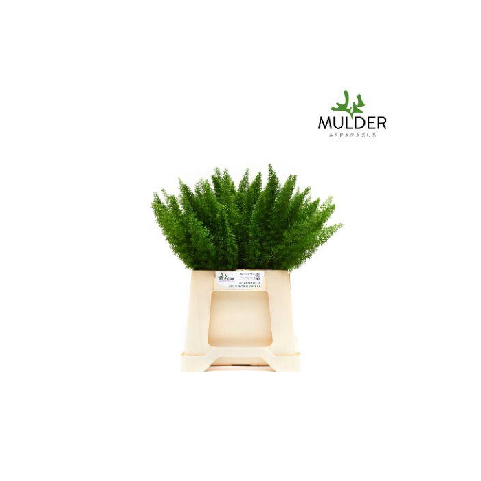 <h4>ASP DENS MYERS</h4>