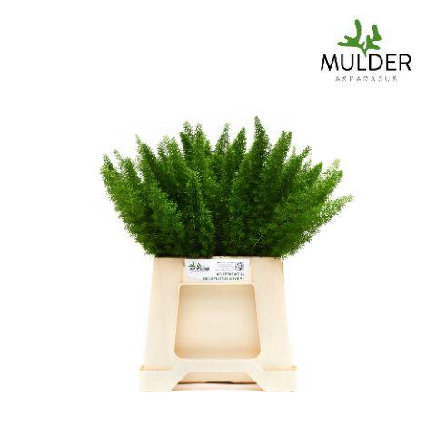 <h4>ASP DENS MYERS 40CM per 50</h4>