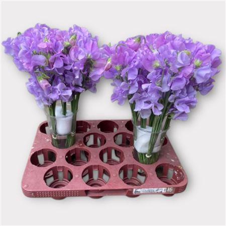 <h4>Lathyrus Lavendel</h4>