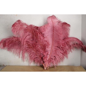 Feather Ostrich 65cm D.pink