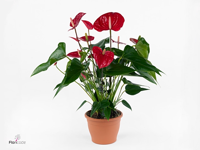 Anthurium andr. 'Felicita'