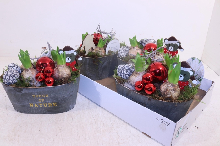 <h4>ARR HYACINTH</h4>