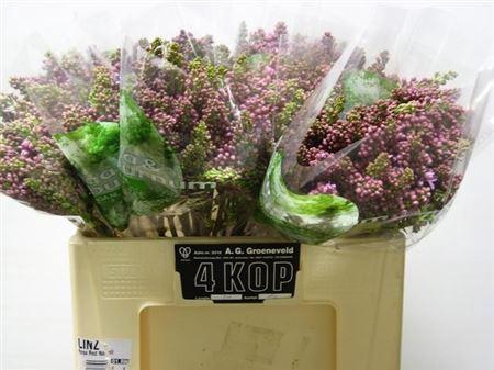 <h4>Syr V Dark Koster</h4>