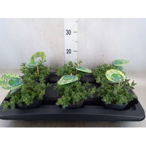 Delosperma echinatum