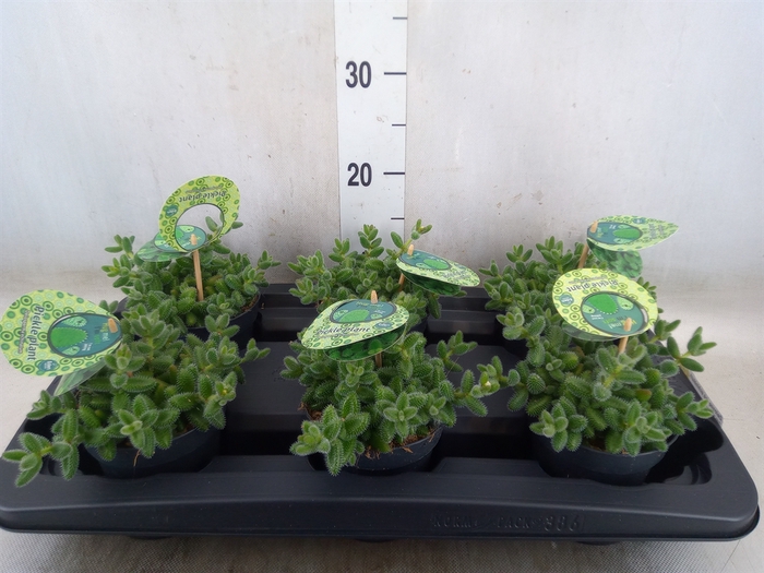 <h4>Delosperma echinatum</h4>