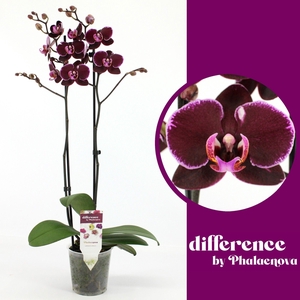 PHAL EL DEBORA