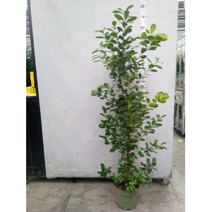 Ficus microcarpa 'Moclame'