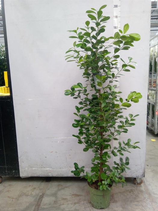 <h4>Ficus microcarpa 'Moclame'</h4>