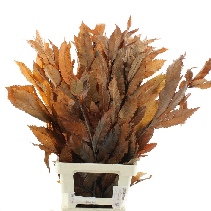 <h4>Pres Chestnut Leaf Orange</h4>