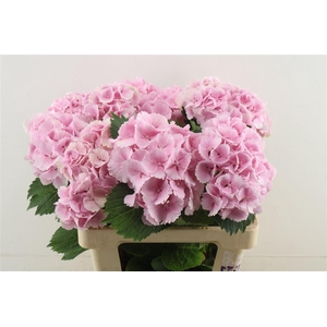 Hydr M Lollypop Pink 60-17