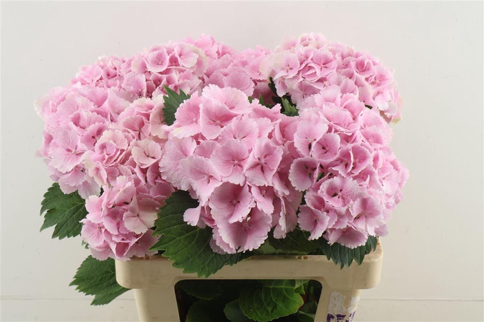 <h4>Hydr M Lollypop Pink 60-17</h4>