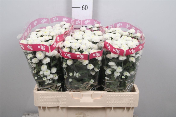 <h4>Chr S Pizarro</h4>